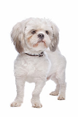 Image showing Shih Tzu