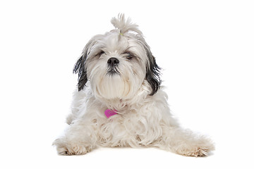 Image showing shih tzu