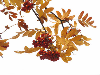 Image showing Autumn ashberry