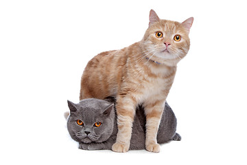 Image showing blue British Shorthair and a red maine coon cat