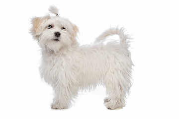 Image showing white maltese dog