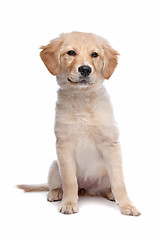 Image showing Labrador retriever