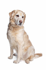 Image showing Labrador retriever