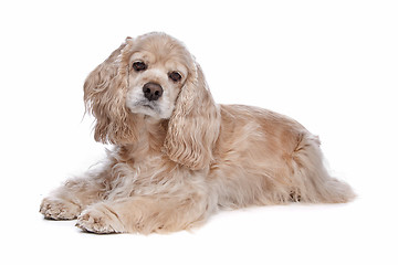 Image showing American Cocker Spaniel