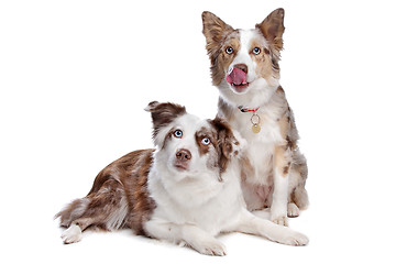 Image showing two border collie dogs