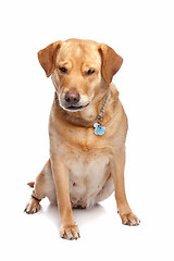 Image showing Labrador retriever