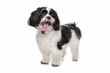 Image showing boomer, mixed breed dog