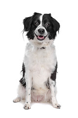 Image showing Border Collie