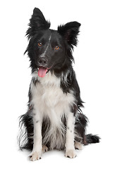 Image showing Border Collie