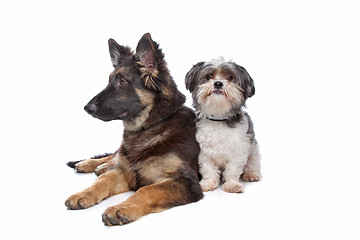 Image showing German Shepherd puppy and a boomer mixed breed dog