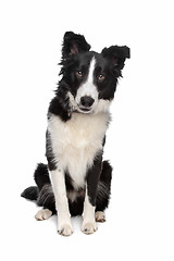 Image showing Border Collie