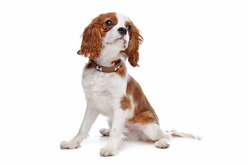 Image showing Cavalier King Charles Spaniel