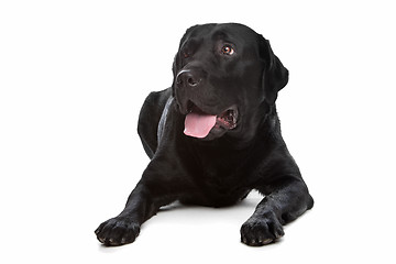 Image showing Labrador retriever