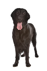 Image showing Flat-Coated Retriever