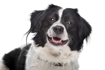 Image showing Border Collie