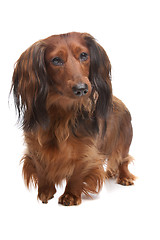 Image showing standard long haired Dachshund