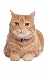 Image showing red exotic short-haired maine coon