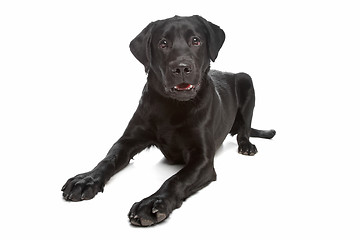 Image showing Labrador retriever