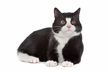 Image showing black and white cat