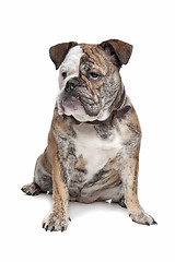 Image showing English bulldog