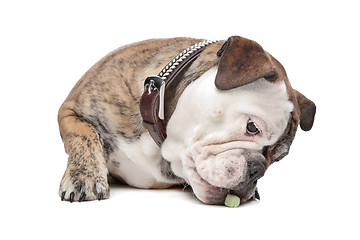 Image showing English bulldog