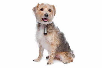 Image showing mixed breed dog