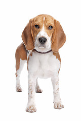 Image showing Beagle