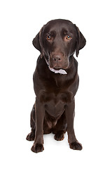 Image showing Labrador retriever