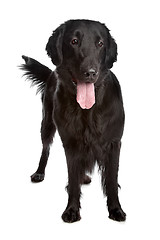 Image showing Flat-Coated Retriever