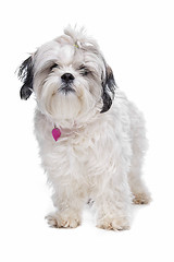 Image showing shih tzu