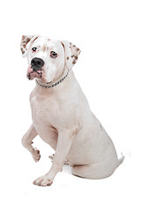 Image showing American Staffordshire Terrier