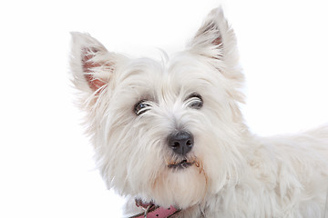 Image showing West Highland White Terrier