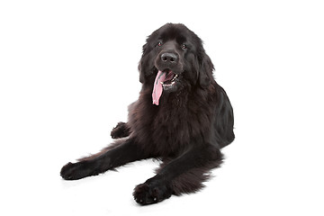 Image showing Newfoundland dog