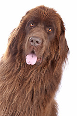 Image showing Brown Newfoundland dog