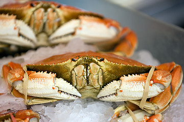 Image showing Dungeness crab