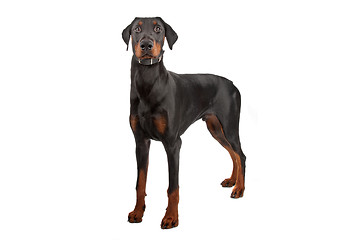 Image showing Doberman Pinscher