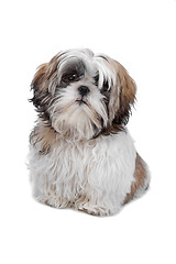 Image showing Shih tzu