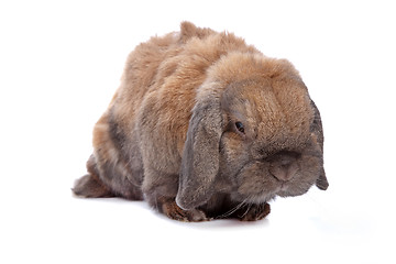 Image showing domestic rabbit