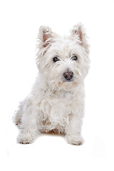 Image showing West Highland White Terrier