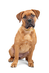 Image showing mixed breed Dogue de Bordeaux