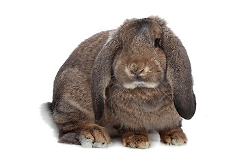 Image showing domestic rabbit