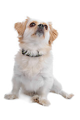 Image showing mix malteser,shih tzu