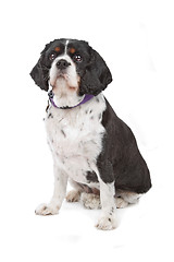 Image showing cavalier king charles spaniel