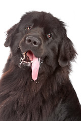 Image showing Newfoundland dog