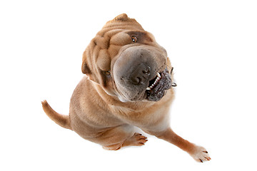Image showing Chinese Shar-Pei dog
