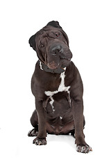 Image showing Chinese Shar-Pei dog