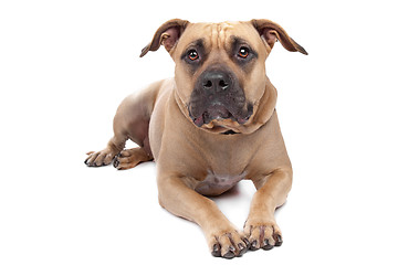 Image showing American Staffordshire Terrier