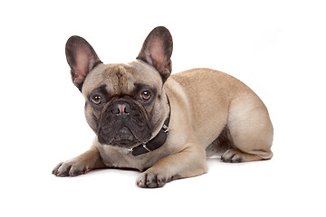 Image showing French Bulldog isolated on white