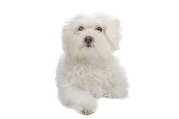 Image showing bolognezer(Bichon group)