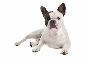 Image showing French Bulldog isolated on white